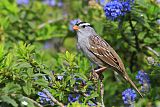 White-crowned Sparrowborder=